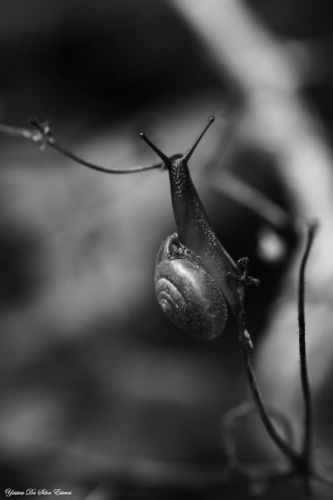 Vaincre les Limaces et Escargots sans Nuisance Méthodes Écologiques