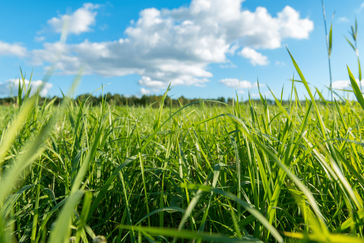Avoir une herbe bien verte toute l'année : Comment faire ?