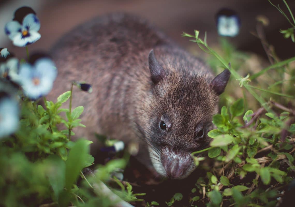 Présence de rats et souris dans le jardin