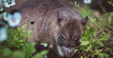 Présence de rats et souris dans le jardin